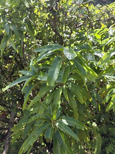 Mangifera indica observed 2026-08-03