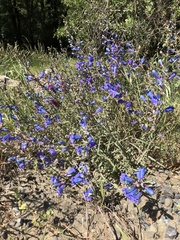Penstemon heterophyllus purdyi