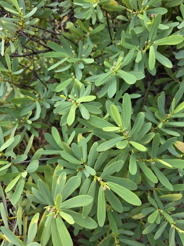 Euphorbia celastroides observed 2026-08-03