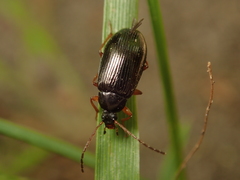 Gonodera luperus