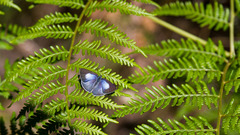 Eirmocides consimilis