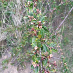 Cotoneaster divaricatus