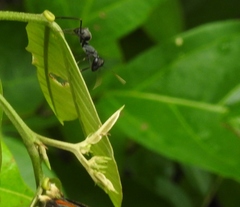 Gigantiops destructor