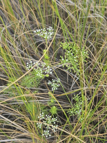 Ptilimnium capillaceum observed 2026-08-04