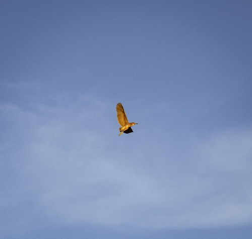 Black-crowned Night Heron