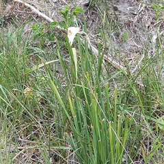 Narcissus poeticus