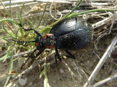 Lytta sublaevis