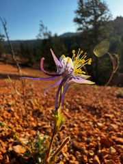 Aquilegia scopulorum