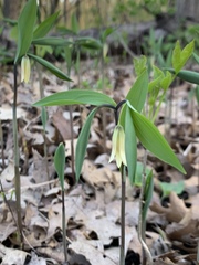 Uvularia sessilifolia