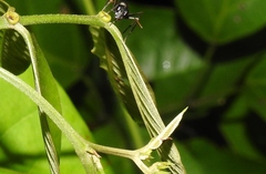 Gigantiops destructor