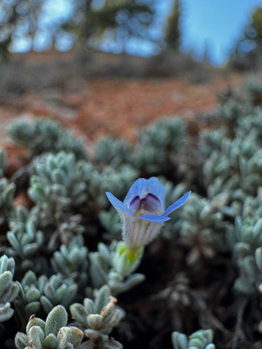 Penstemon caespitosus, photograph 2