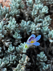 Penstemon caespitosus