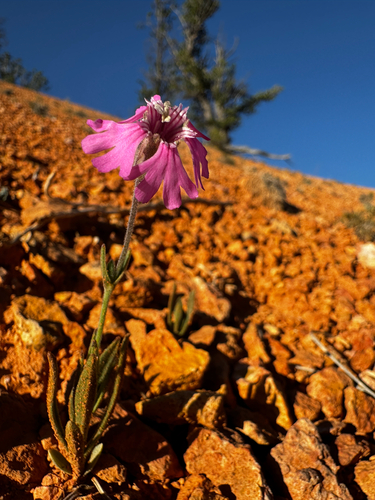 Silene petersonii, photograph 1