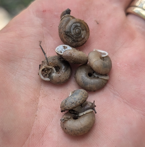 Silver Creek Woodlandsnail
