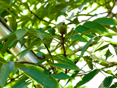 Platycarya strobilacea