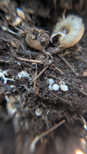 Silver Creek Woodlandsnail