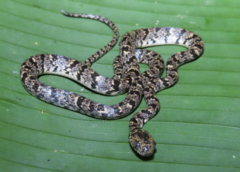 Cloudy Snail-Eating Snake photo 4