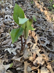 Arisaema triphyllum