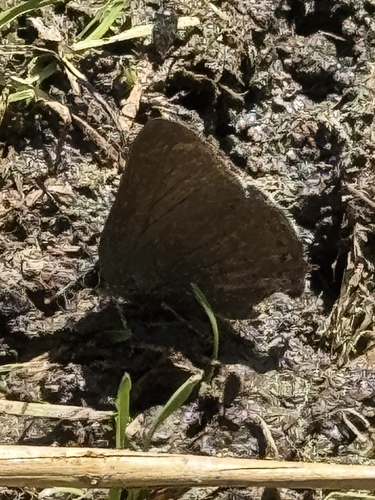 Mountain Mahogany Hairstreak