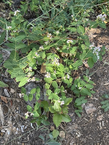 spreading dogbane