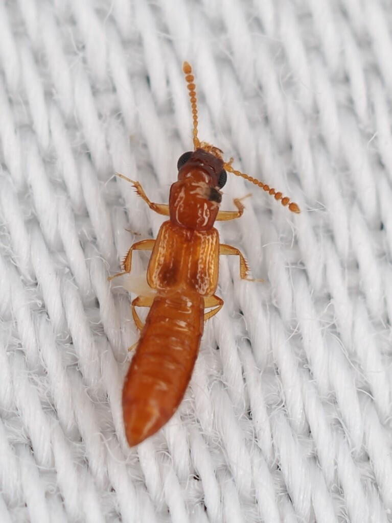 Manda nearctica