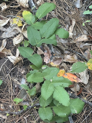 creeping mahonia