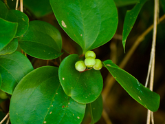 Smilax china, photograph (c) りなべる, some rights reserved (CC BY)