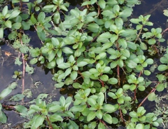 Ludwigia repens