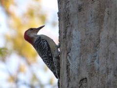 Melanerpes carolinus