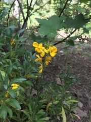 Erysimum menziesii