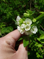 Polemonium reptans reptans