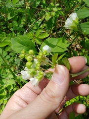 Polemonium reptans reptans