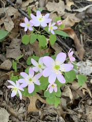 Thalictrum thalictroides