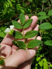 Polemonium reptans reptans
