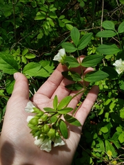 Polemonium reptans reptans