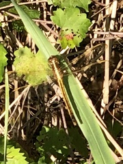 Libellula auripennis