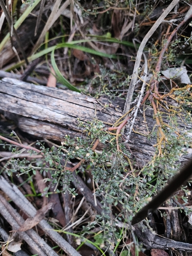 Oxylobium oxylobioides, 2026-08-01