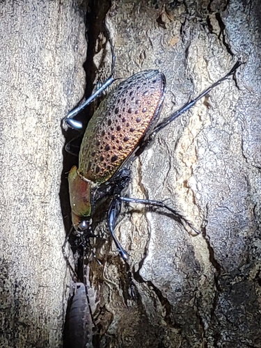 Carabus smaragdinus