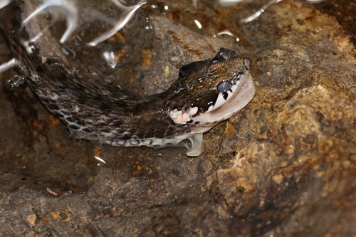 Kuatun Keelback, Hebius craspedogaster