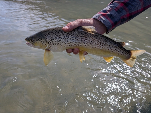 Brown Trout