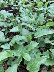 Bistorta officinalis