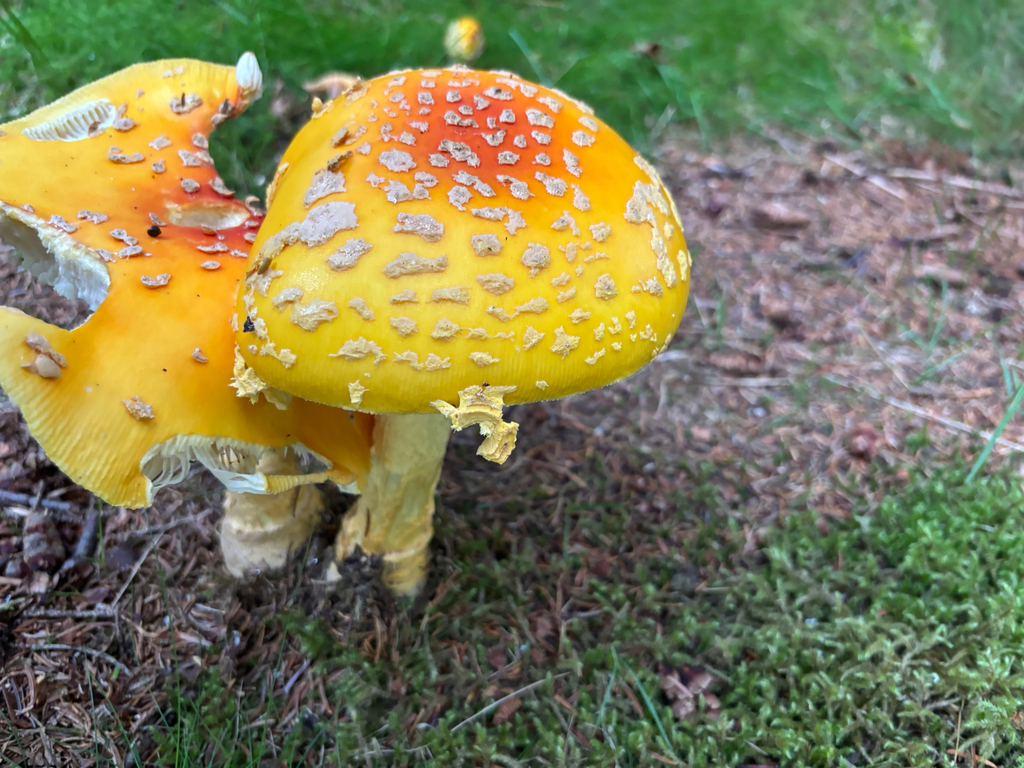 Fly Agaric · August 2026 · photo: Photo: (c) Alex Day, some rights reserved (CC BY) · iNaturalist