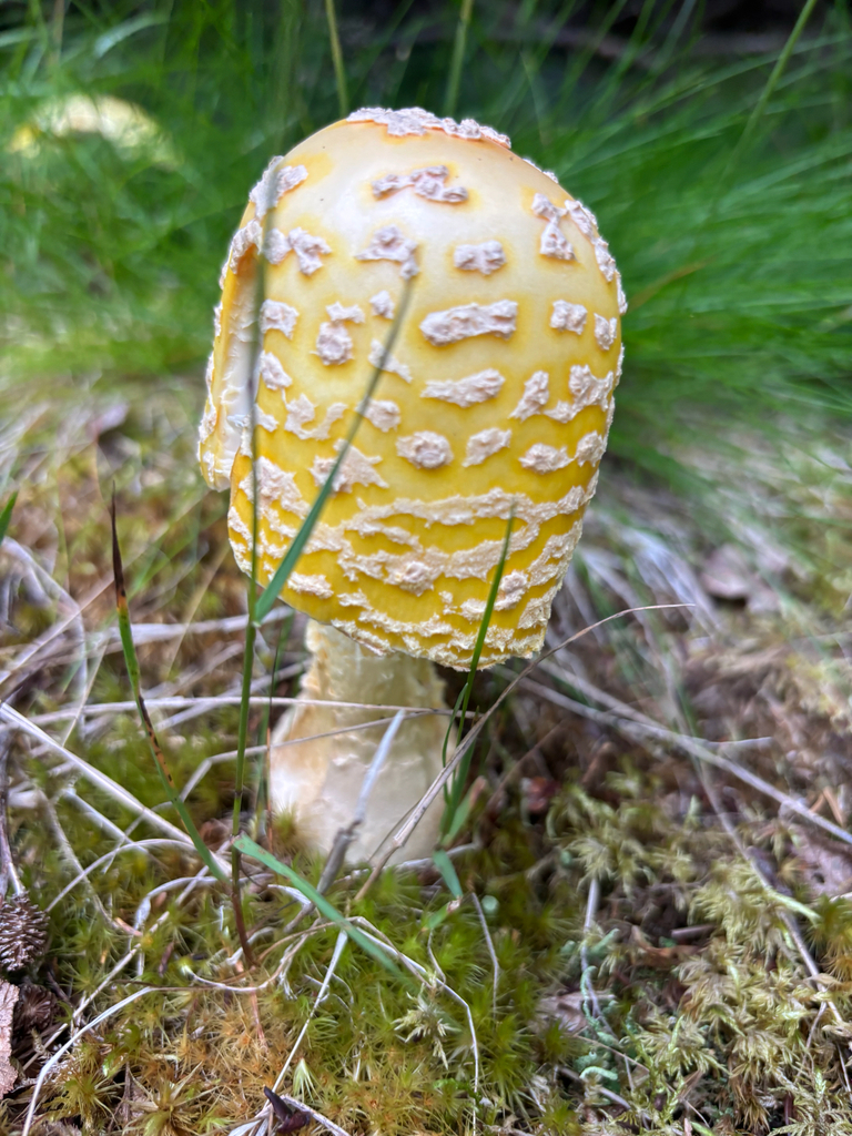Fly Agaric · August 2026 · photo: Photo: (c) Alex Day, some rights reserved (CC BY) · iNaturalist