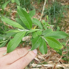 Salix × smithiana