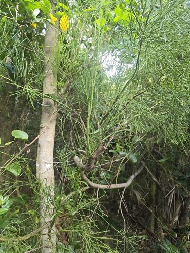 Exocarpos homalocladus observed 2026-08-05