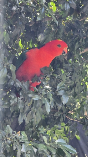 Australian King Parrot