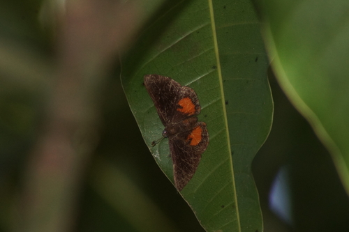 Pachythone distigma