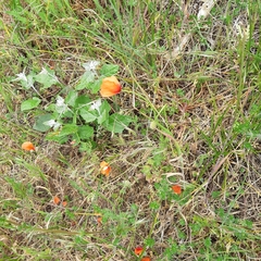 Papaver dubium lecoqii
