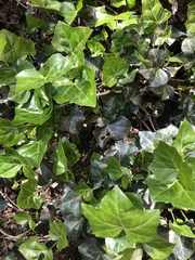Colletotrichum trichellum