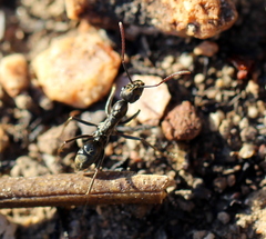 Ophthalmopone hottentota